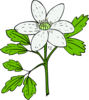 Anemone Piperi Clip Art