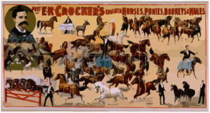 Prof. E.k. Crocker S Educated Horses, Ponies, Donkeys & Mules 2 Clip Art
