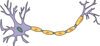 Neuron - Colored Clip Art