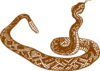 Brown Rattle Snake Clip Art