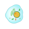 Interphase Clip Art