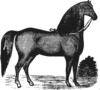 Majestic Horse  Clip Art