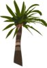 Palm Tree Clip Art