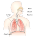 Respiratory System Clip Art