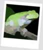 Frog Polaroid Clip Art