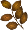 Fall Leaves Branch Clip Art