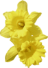 Daffodils Clip Art