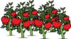 Clearer Tomato Patch Clip Art