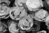Roses Vector Clip Art