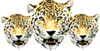 3 Leopard Heads Clip Art