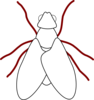 Fly Line Drawing Clip Art