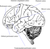 Decision Making Regions Of The Human Brain Clip Art