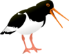 Oyster Catcher Clip Art