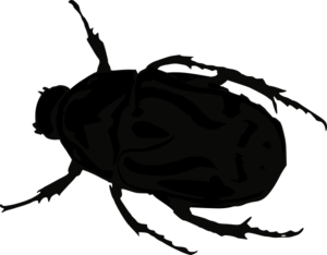 Beetle  Clip Art