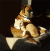 Brindle Boxer And House Cat Clip Art