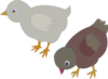 Chickens 002 Figure Color Clip Art