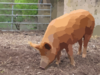 Mudchute Farm Pig Side Clip Art