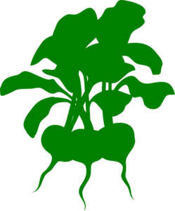 Green Beets Clip Art
