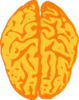 Nm Brain Clip Art