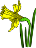 Daffodil Clip Art