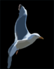 Saeagull Flying Away Clip Art