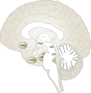 Human Brain 2 Clip Art at Clker.com - vector clip art ...