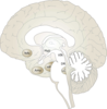 Human Brain 2 Clip Art