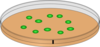 Orange Petri Dish With Green Cells Clip Art