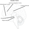 Brain Inside View Clip Art