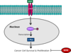 Cell Membrane Clip Art