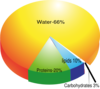 Molecular Composition Of The Human Body Clip Art