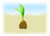 Coconut Seed Clip Art