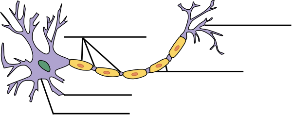Label The Neuron Clip Art at Clker.com - vector clip art online