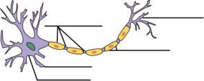 Label The Neuron Clip Art
