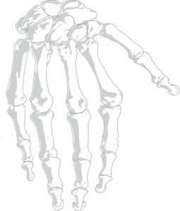 Hand Bones Clip Art at Clker.com - vector clip art online, royalty free
