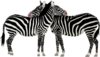 Zebras Clip Art