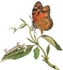 Butterfly Sitting On Leaf Clip Art