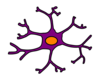 Astrocyte Drawing  Clip Art