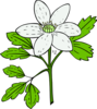 Anenome Flower Clip Art