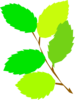 5 Green Leaves Clip Art