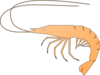 Shrimp Clip Art