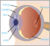 Model Of The Eye Clip Art