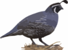 California Quail Clip Art