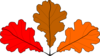 3 Oak Leaves Clip Art