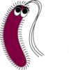 Gram Positive Clip Art