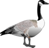 Canadian Goose Clip Art