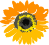Sunflower Flower Clipart Clip Art