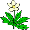 Anemone Canadensis Flower Clip Art