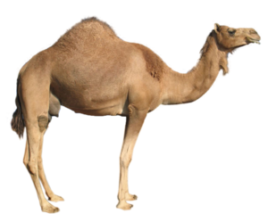 Camel | Free Images at Clker.com - vector clip art online, royalty free