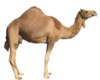 Camel Image